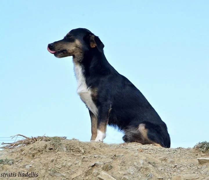 Max (Μαξ), male Mixed Breed for adoption at Filozoiko Somateio Limnou — Adespotes Psyches
