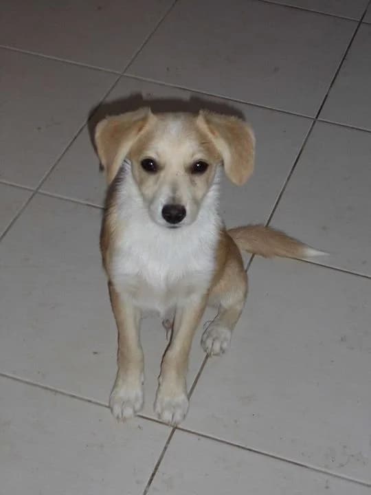 Fink (Φίνκ), male Mixed Breed for adoption at Filozoiko Somateio Limnou — Adespotes Psyches