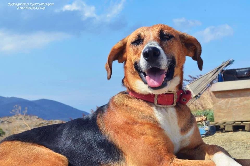 Chamogelasti (Χαμογελαστή), female Mixed Breed for adoption at Filozoiko Somateio Limnou — Adespotes Psyches