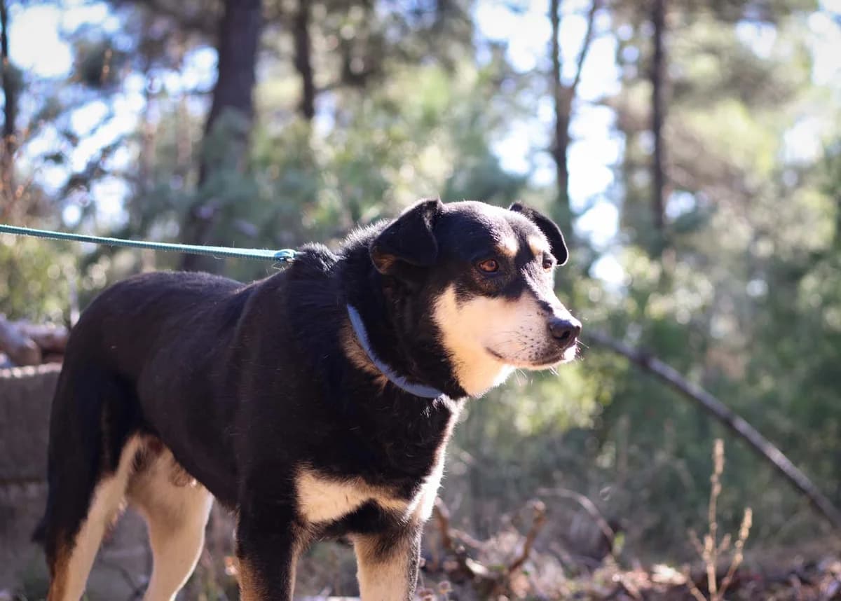 Asteris (Αστέρης), male senior Mixed Breed for adoption at Stray Planet
