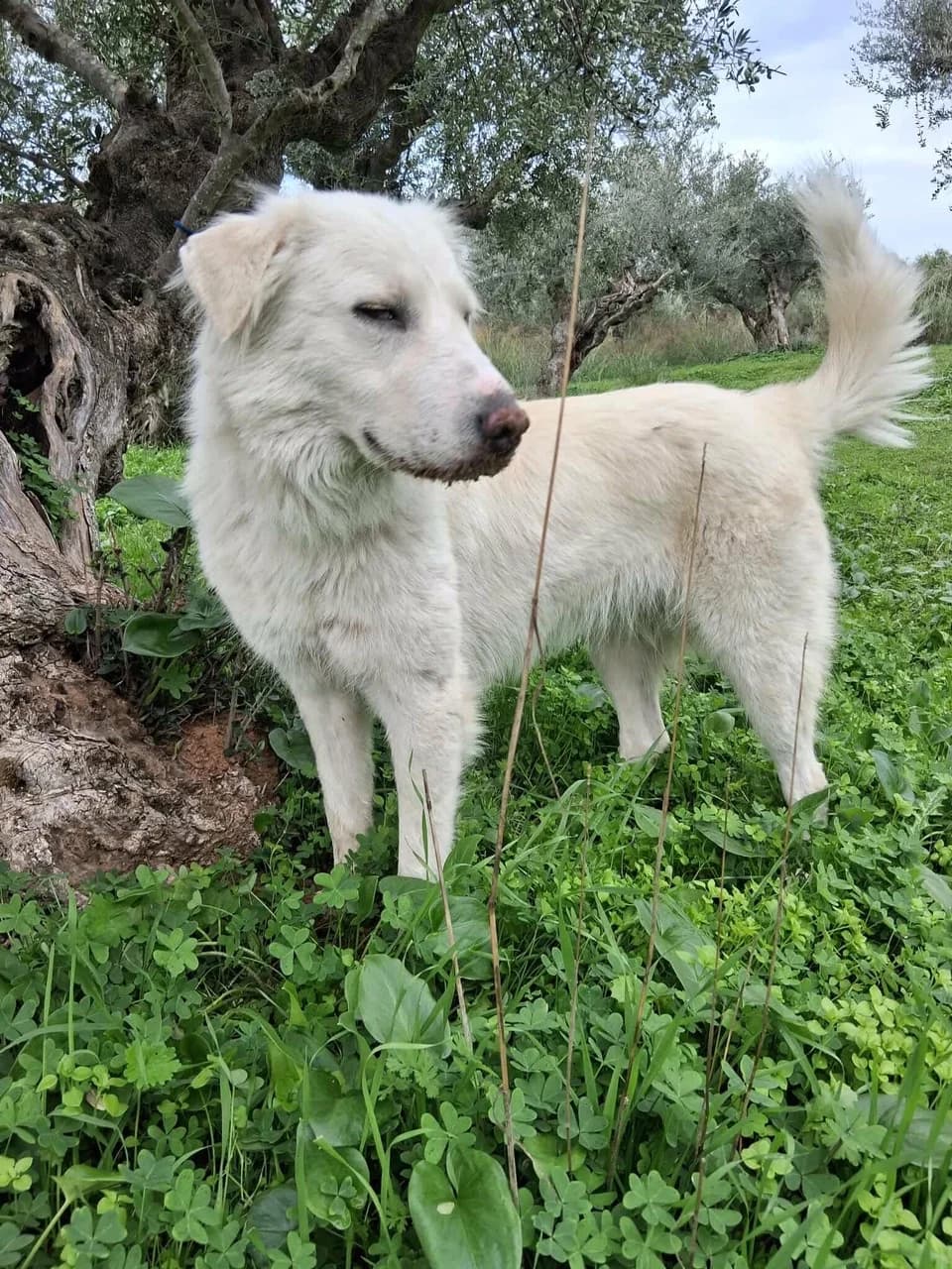 Alice, female 4yo Mixed Breed for adoption at Friends of the Strays of Greece
