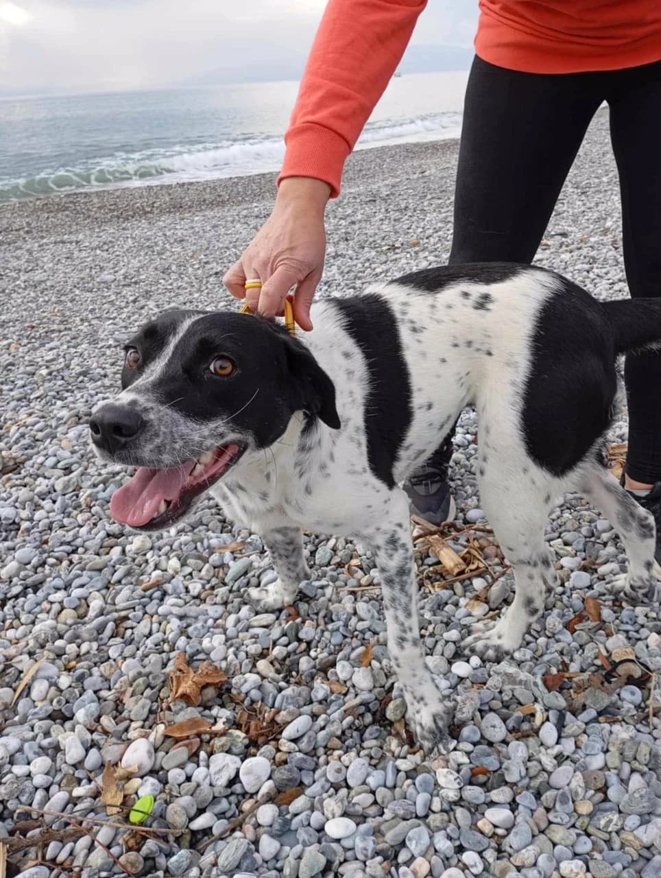Betty Boo, female Mixed Breed for adoption at Friends of the Strays of Greece
