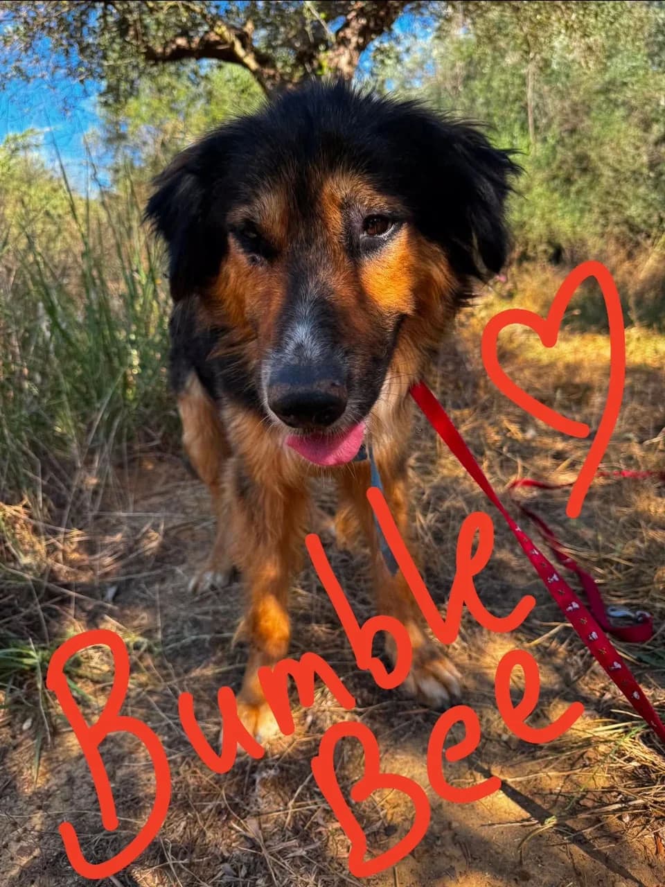 Bumble (Bee), male 3yo Mixed Breed for adoption at Friends of the Strays of Greece