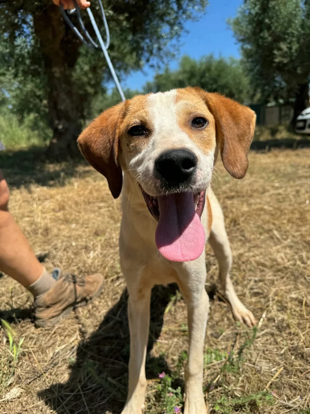Champ, male young Mixed Breed for adoption at Friends of the Strays of Greece