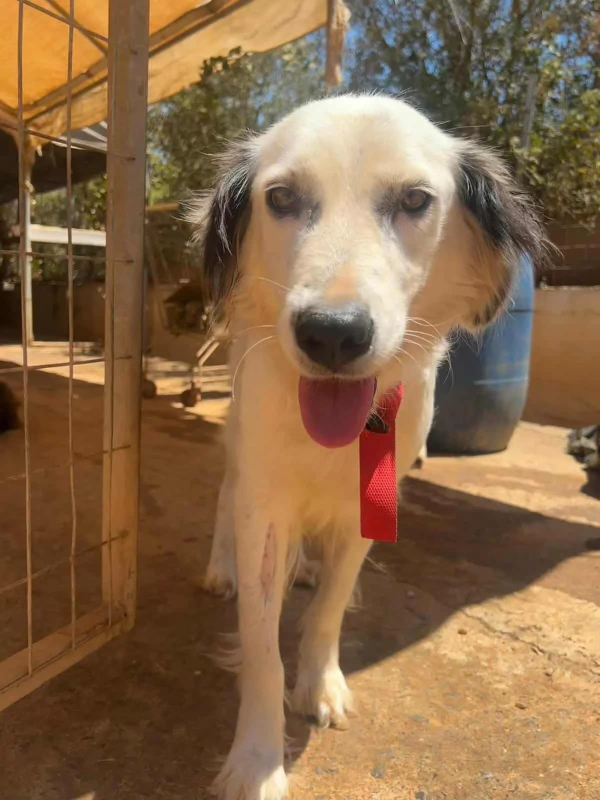 Dotty – Provisional Reserve Sophia, female young Mixed Breed for adoption at Friends of the Strays of Greece