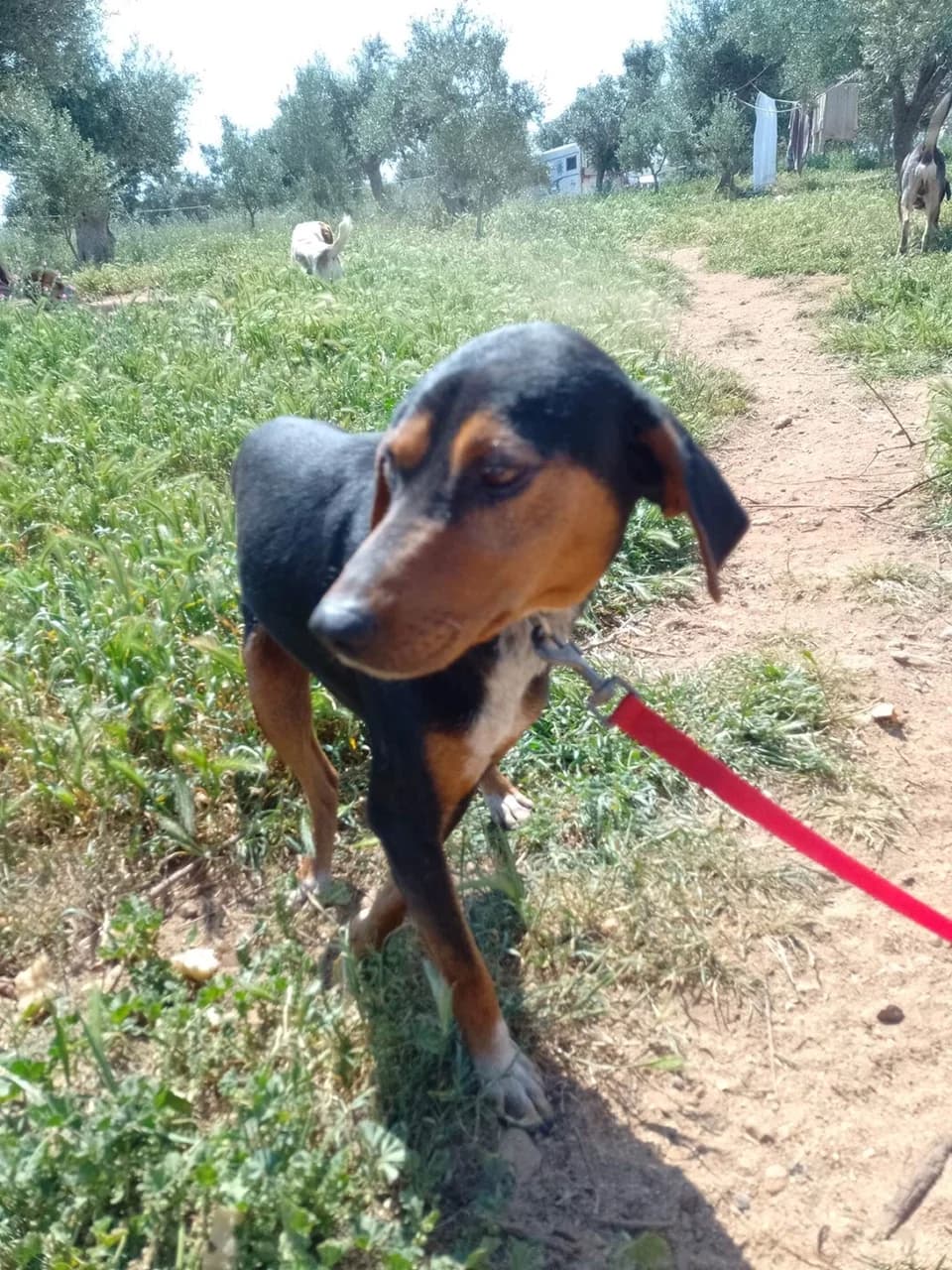 Elvis, male 5yo Mixed Breed for adoption at Friends of the Strays of Greece
