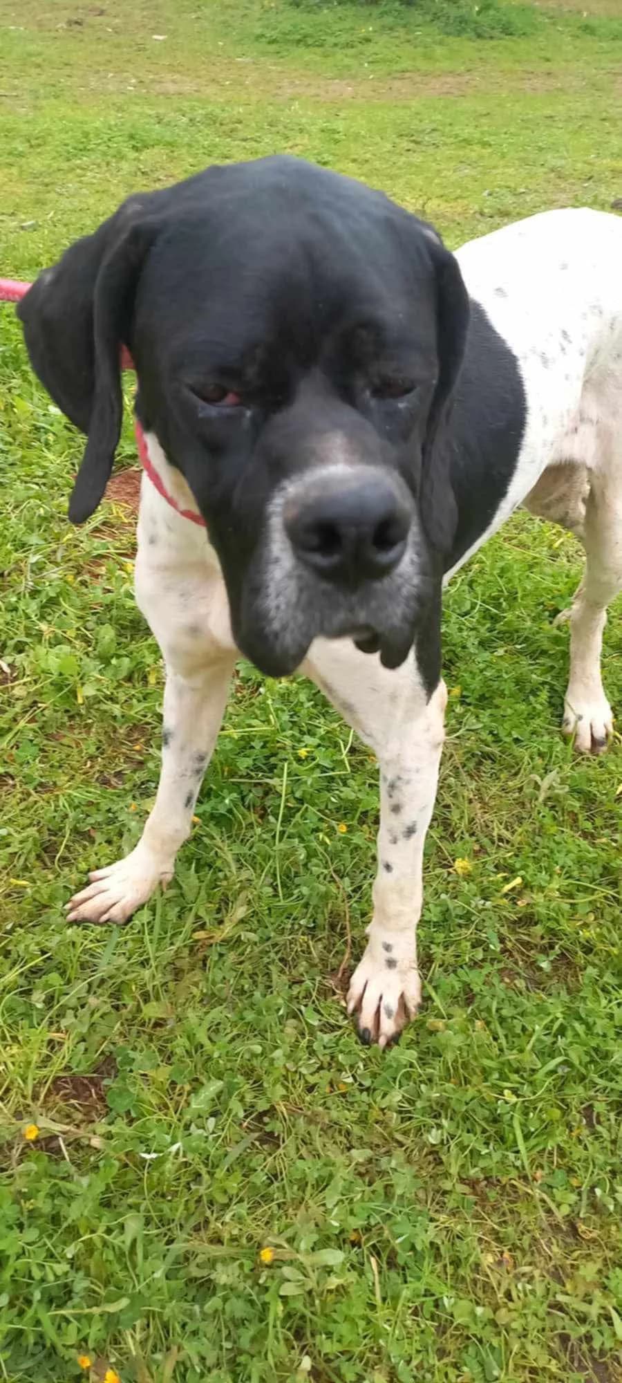 Flower – Pointer, female young Mixed Breed for adoption at Friends of the Strays of Greece