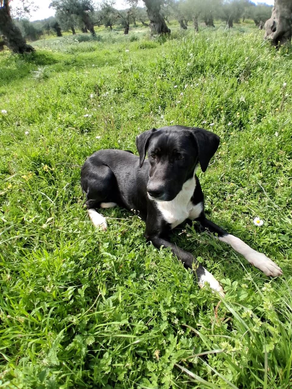 Harry, male young Mixed Breed for adoption at Friends of the Strays of Greece