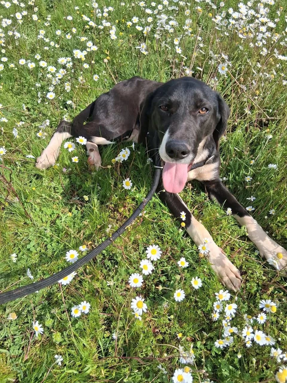 Henry, male young Mixed Breed for adoption at Friends of the Strays of Greece