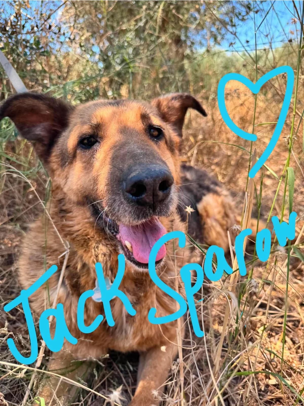 Jack Sparrow – GSD, male senior Mixed Breed for adoption at Friends of the Strays of Greece