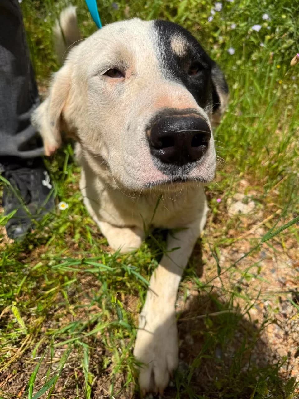 Jay Jay, male Mixed Breed for adoption at Friends of the Strays of Greece