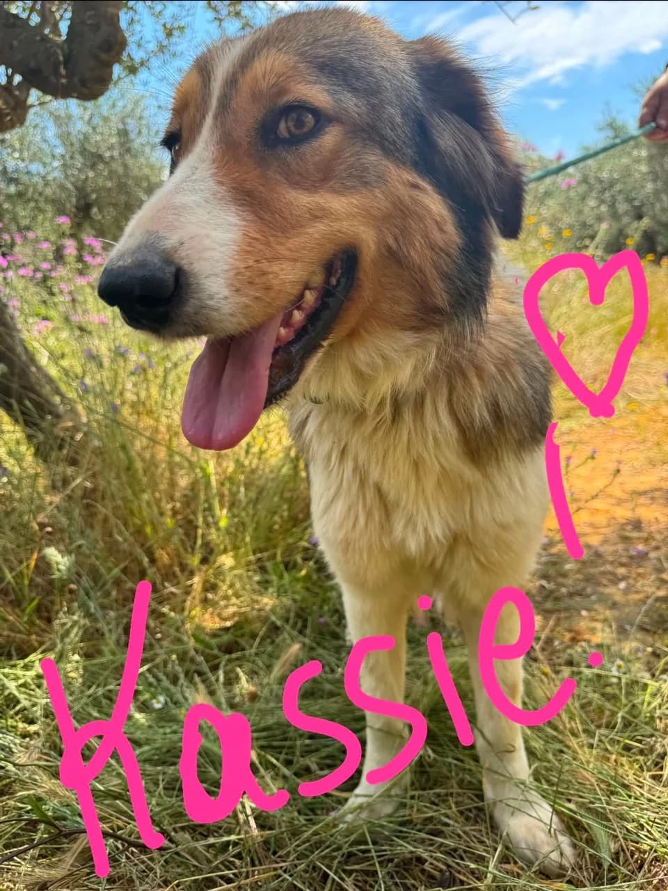 Kassie, female young Mixed Breed for adoption at Friends of the Strays of Greece