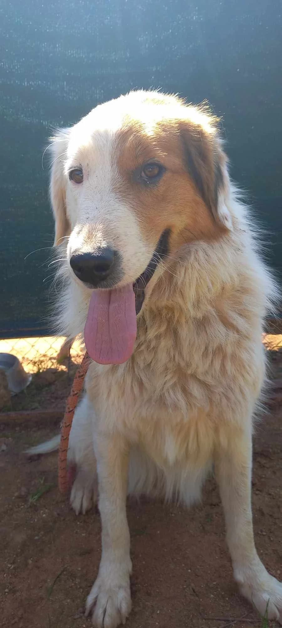Leno – 3 legged dog – Reserved Dingwall, male 3yo Mixed Breed for adoption at Friends of the Strays of Greece
