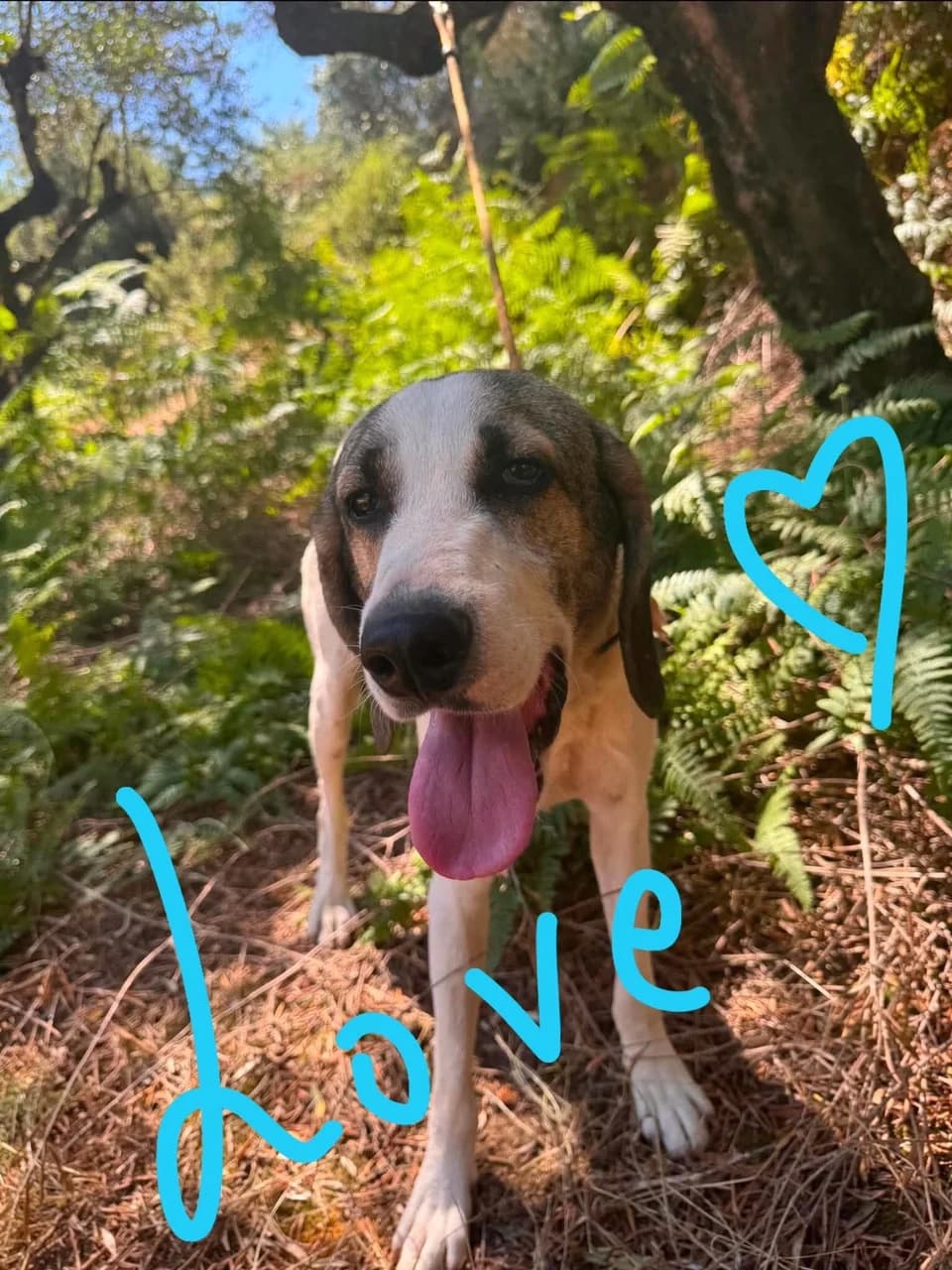 Love, male 4yo Mixed Breed for adoption at Friends of the Strays of Greece