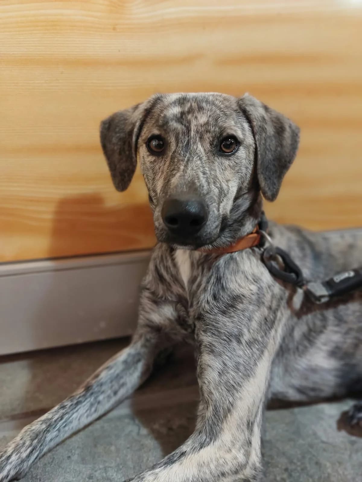 Maggie – lovely young lady, female 4yo Mixed Breed for adoption at Friends of the Strays of Greece