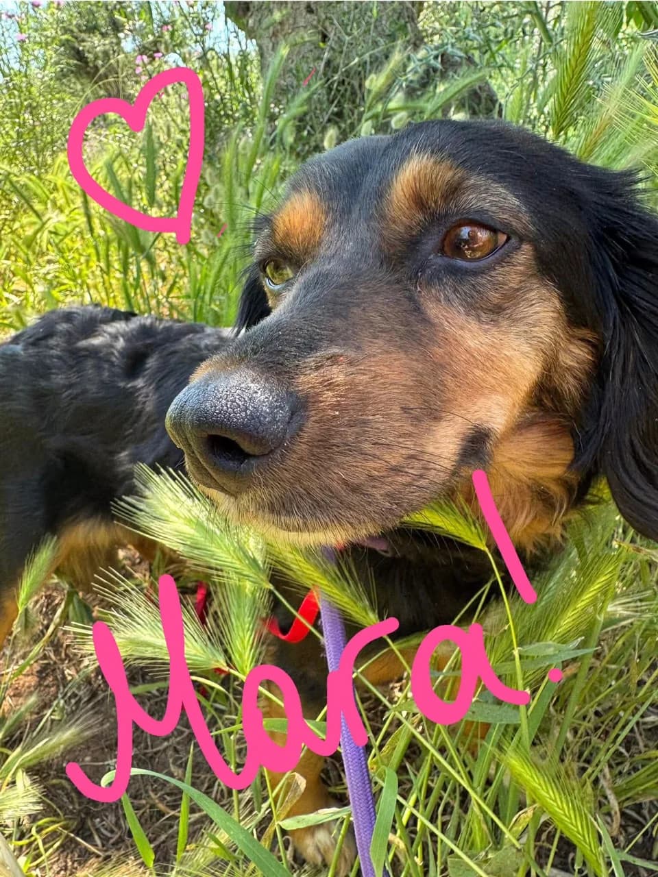 Mara – only 8kg, female 3yo Mixed Breed for adoption at Friends of the Strays of Greece