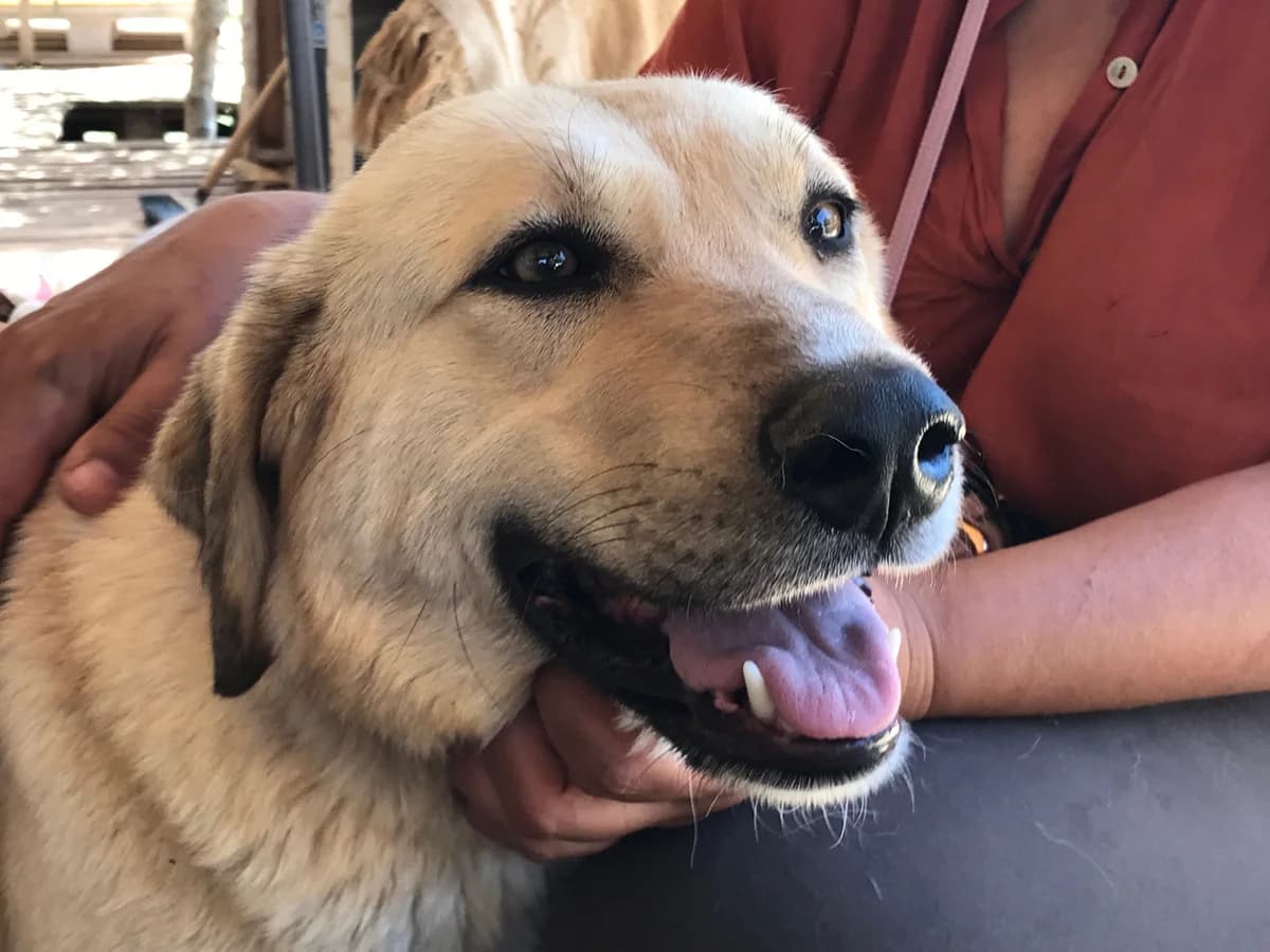 Ranya, female 4yo Mixed Breed for adoption at Friends of the Strays of Greece