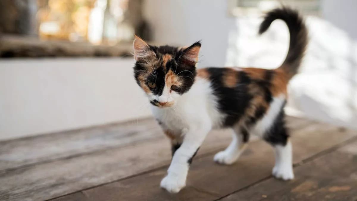 Splash, Mixed Breed for adoption at Syros Cats, Syros