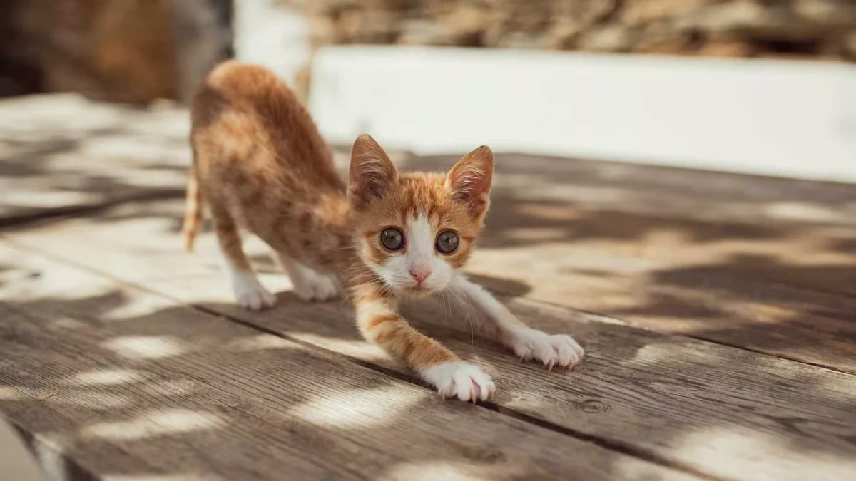 Chickpea, Mixed Breed for adoption at Syros Cats, Syros