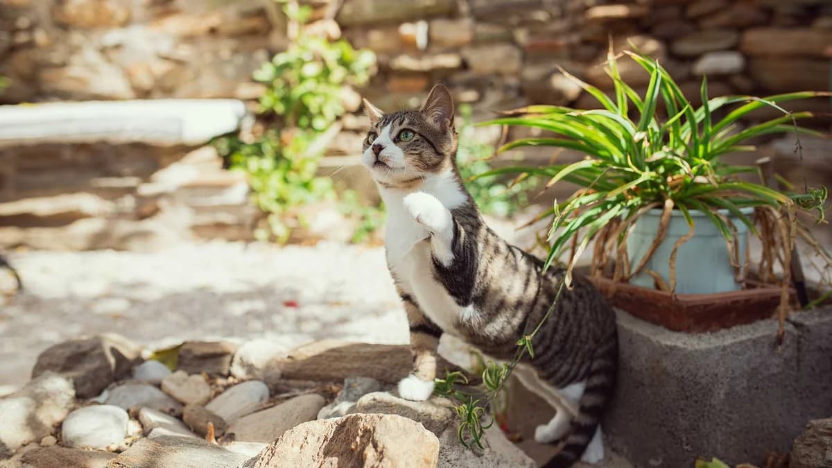 Mark, Mixed Breed for adoption at Syros Cats, Syros