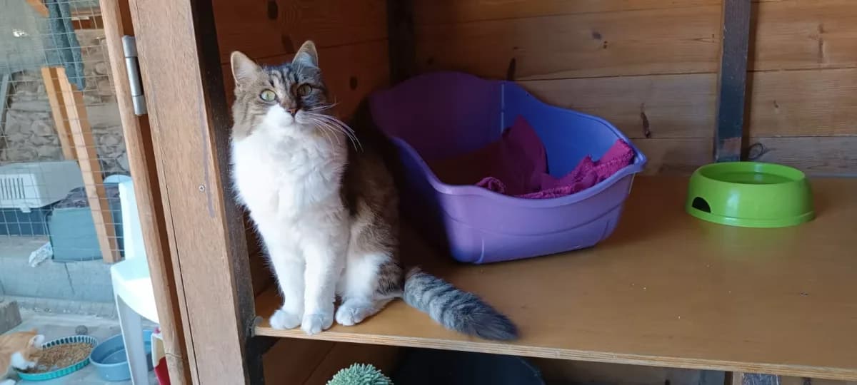 Olivia, Mixed Breed for adoption at Syros Cats, Syros
