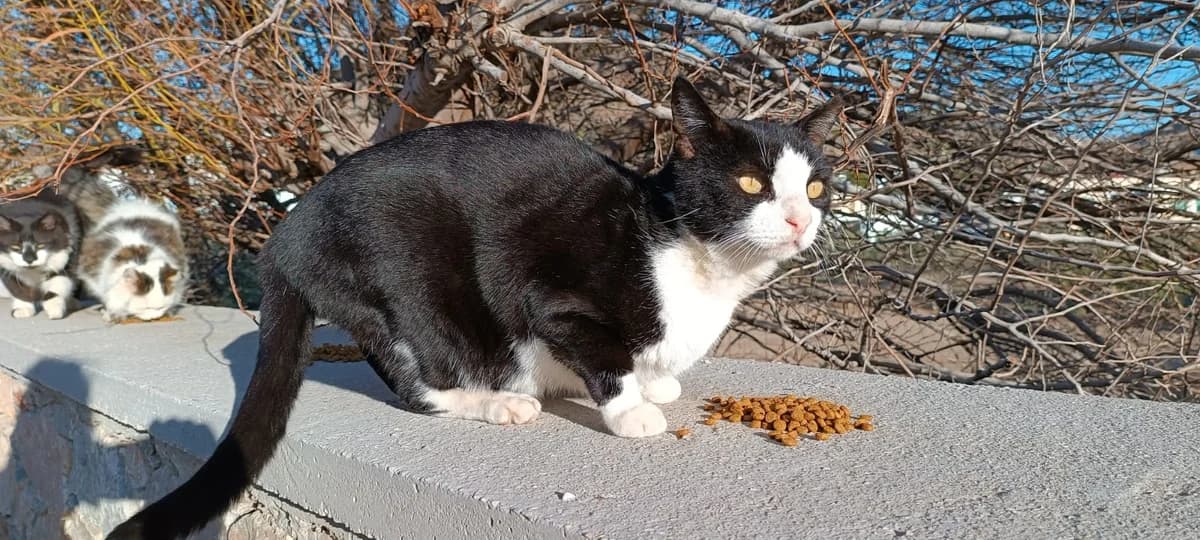 Sylvester, Mixed Breed for adoption at Syros Cats, Syros