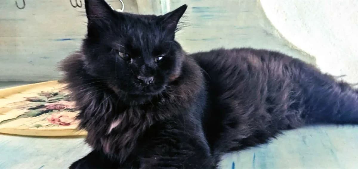 Taz, Mixed Breed for adoption at Syros Cats, Syros