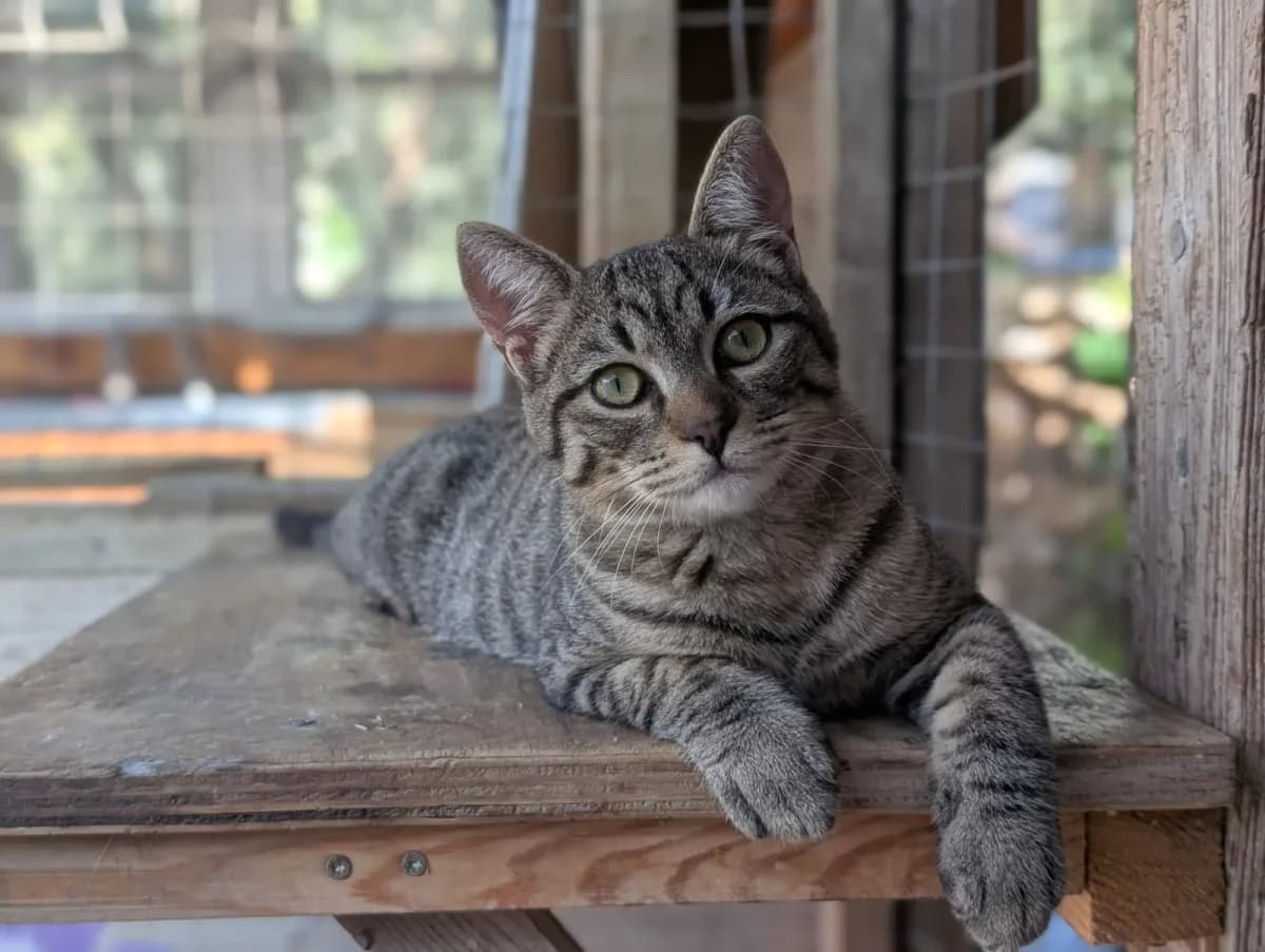 Cipolino, Mixed Breed for adoption at Syros Cats, Syros