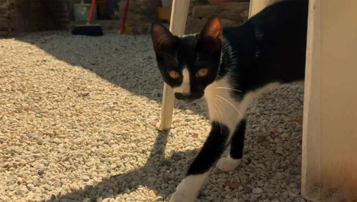 Patrick, Mixed Breed for adoption at Syros Cats, Syros