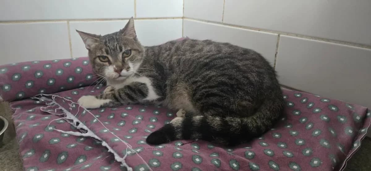 Savma, Mixed Breed for adoption at Syros Cats, Syros