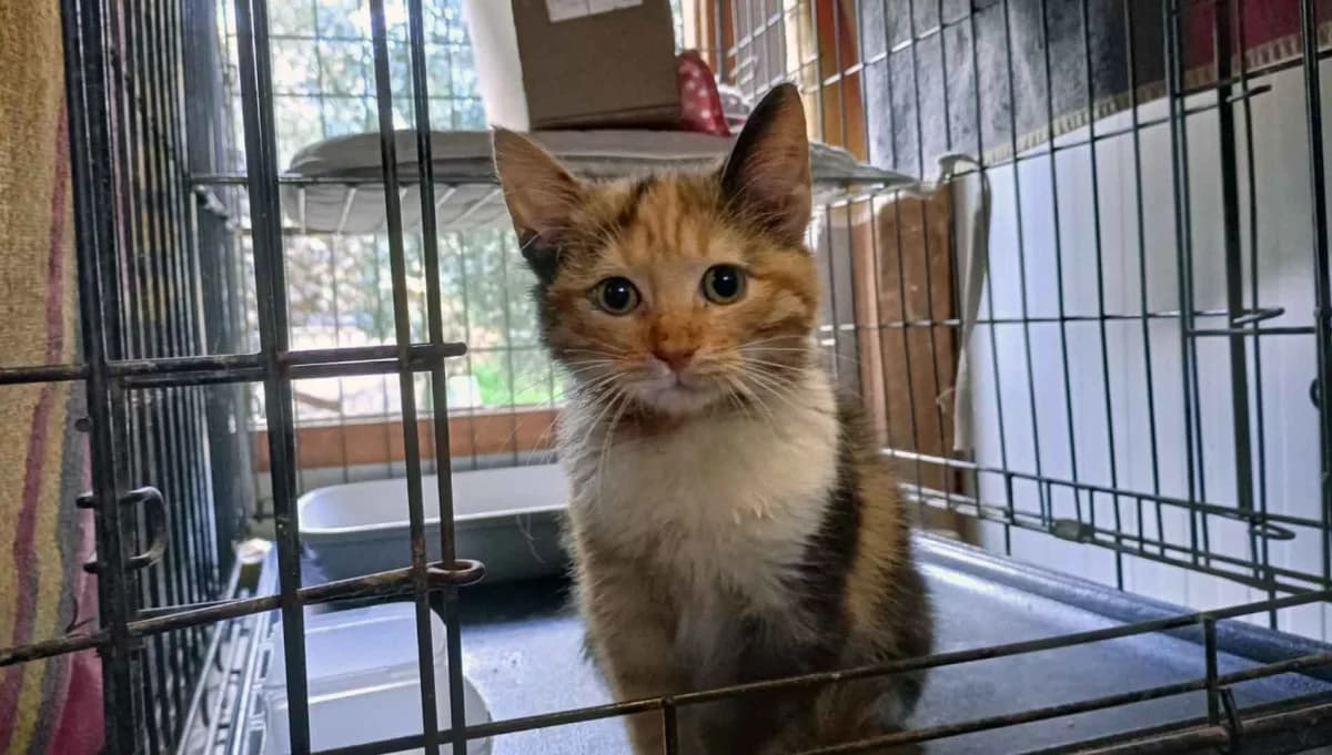 Siren, Mixed Breed for adoption at Syros Cats, Syros