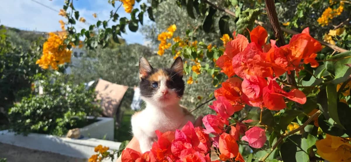 Tabasco, Mixed Breed for adoption at Syros Cats, Syros