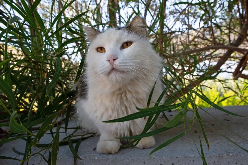 Henry, Mixed Breed for adoption at Syros Cats, Syros