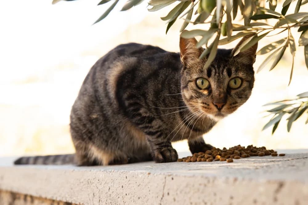 Batty, Mixed Breed for adoption at Syros Cats, Syros