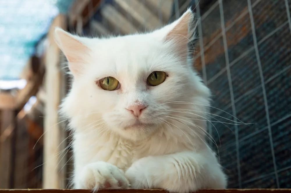 Nefeli, Mixed Breed for adoption at Syros Cats, Syros