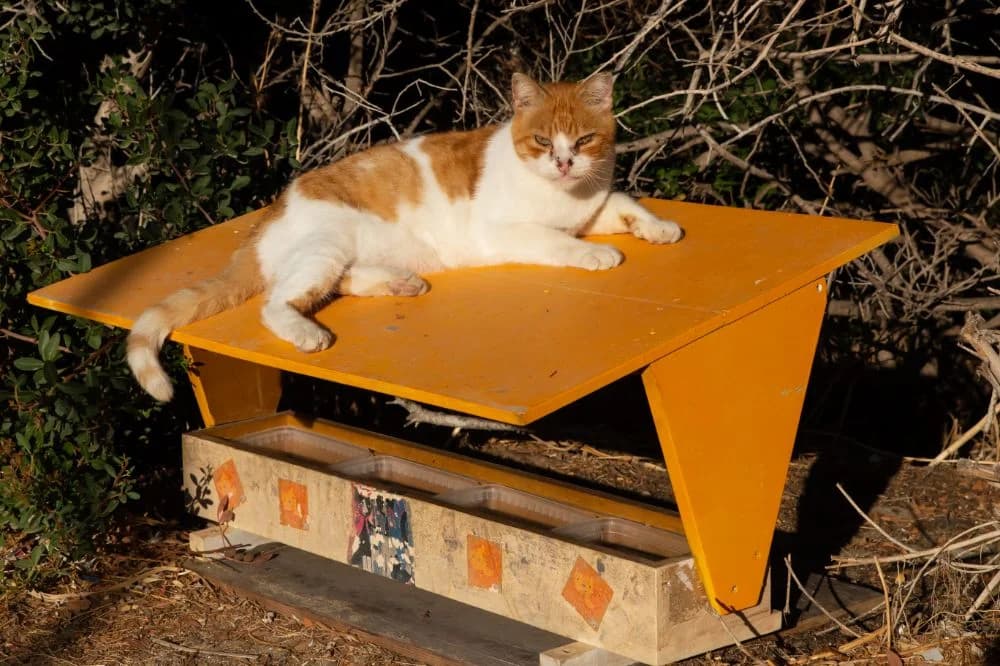 Oscar, Mixed Breed for adoption at Syros Cats, Syros