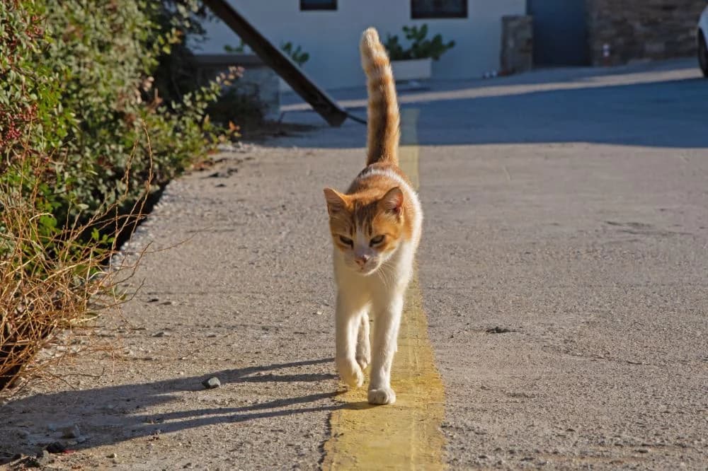 William, Mixed Breed for adoption at Syros Cats, Syros