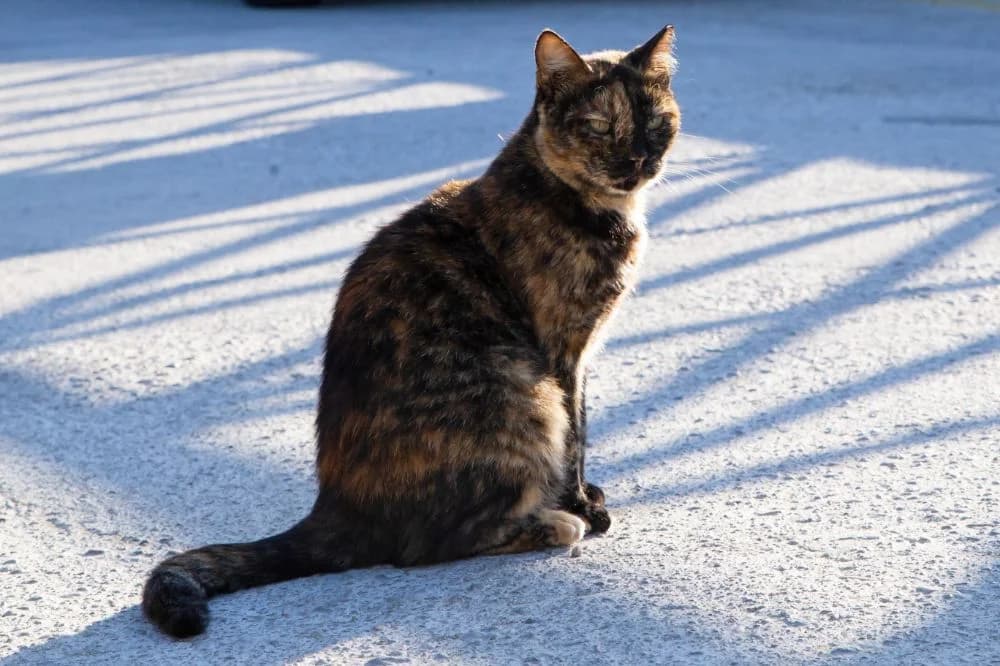Soko, Mixed Breed for adoption at Syros Cats, Syros