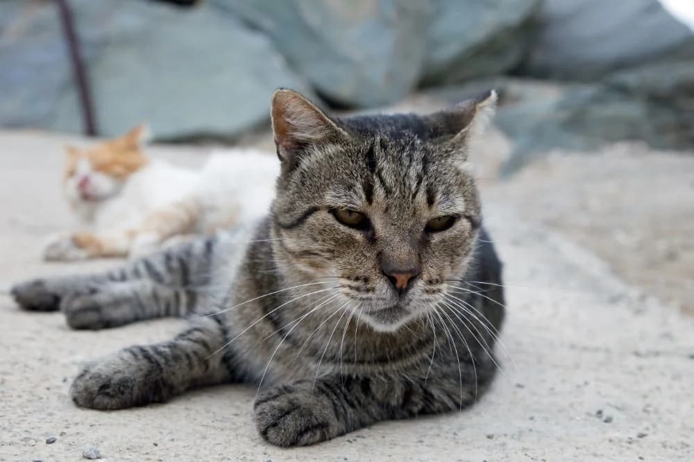 Babinos, Mixed Breed for adoption at Syros Cats, Syros