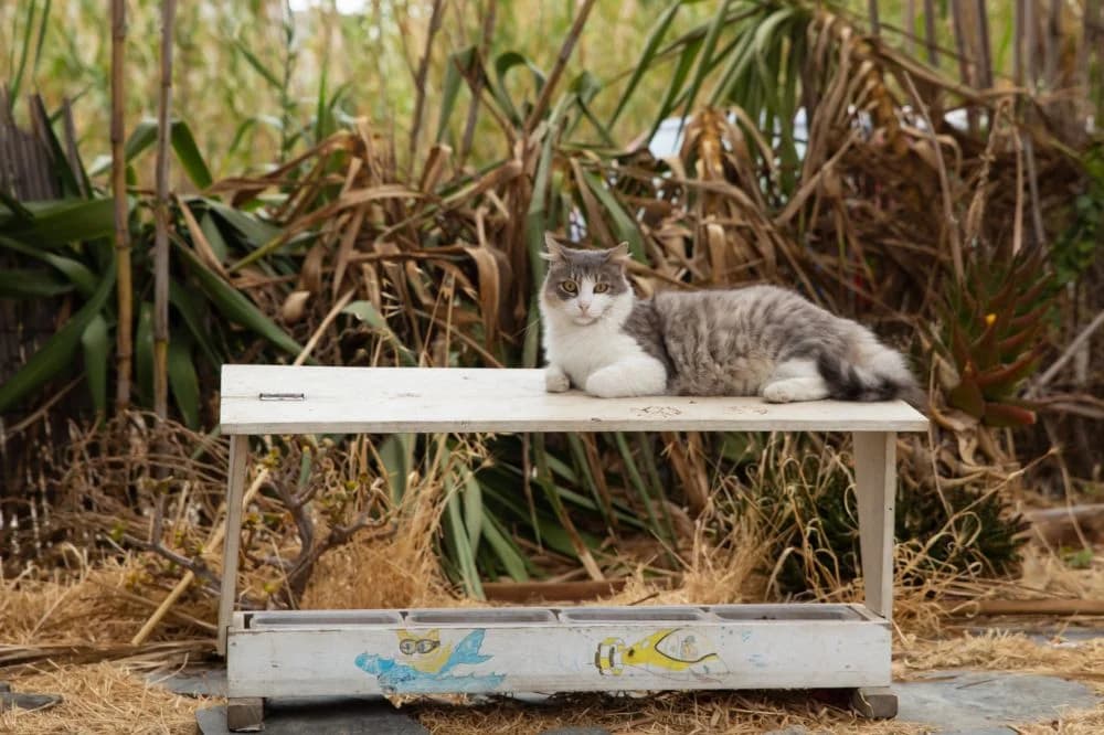 Charli, Mixed Breed for adoption at Syros Cats, Syros