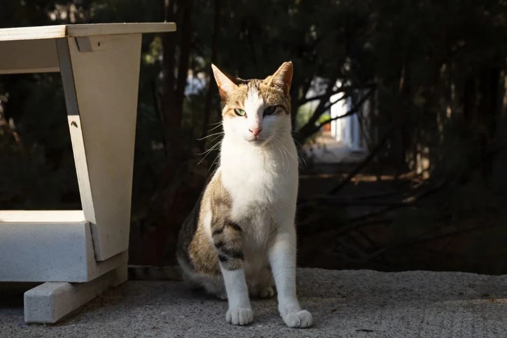 Tabby & White – Boy, Mixed Breed for adoption at Syros Cats, Syros