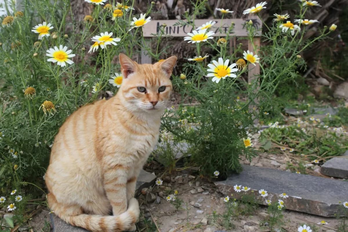 Crusty, Mixed Breed for adoption at Syros Cats, Syros
