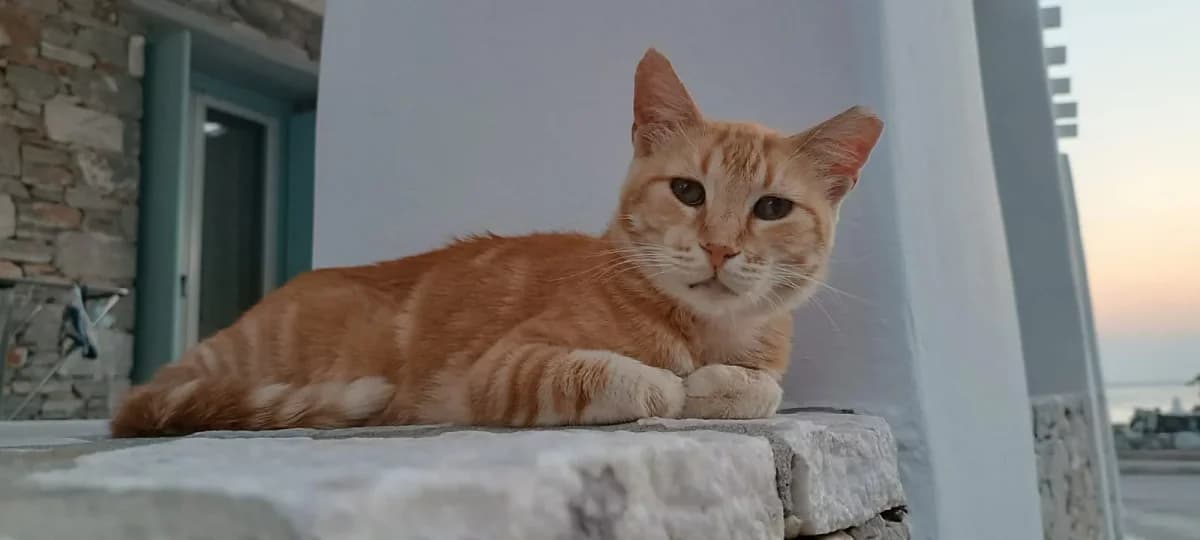 McDio, Mixed Breed for adoption at Syros Cats, Syros