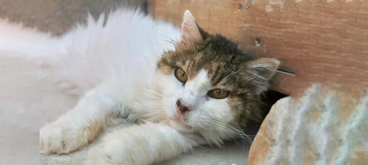 Hatchiko, Mixed Breed for adoption at Syros Cats, Syros