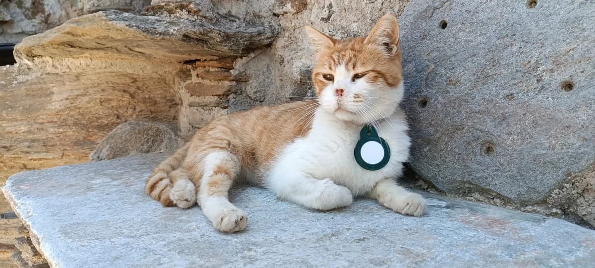 Barney, Mixed Breed for adoption at Syros Cats, Syros
