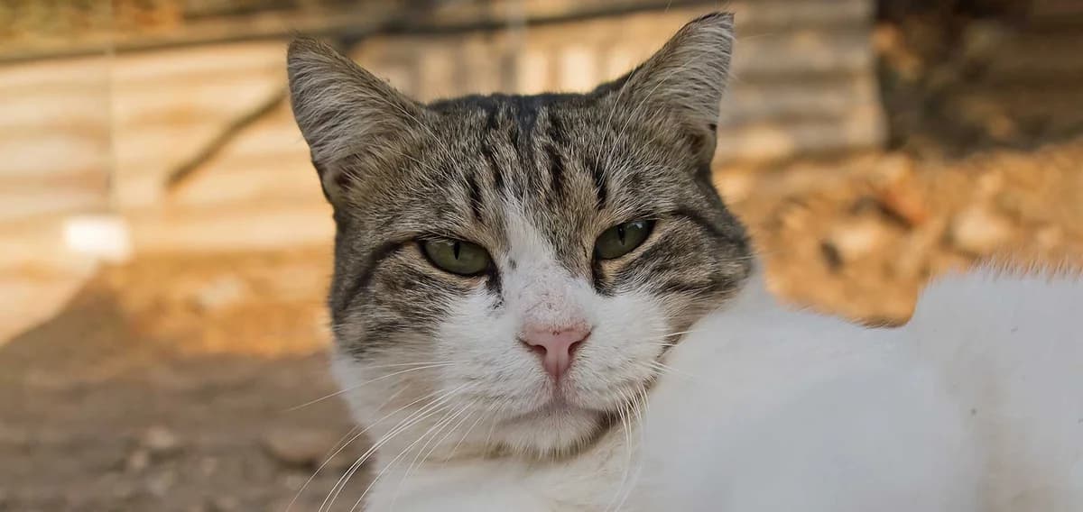 Bailey, Mixed Breed for adoption at Syros Cats, Syros