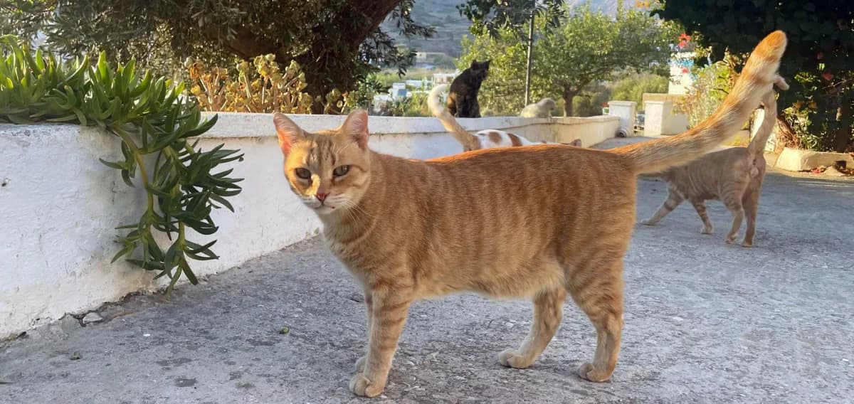 Kiki, Mixed Breed for adoption at Syros Cats, Syros