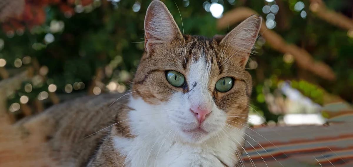 Hailey, Mixed Breed for adoption at Syros Cats, Syros