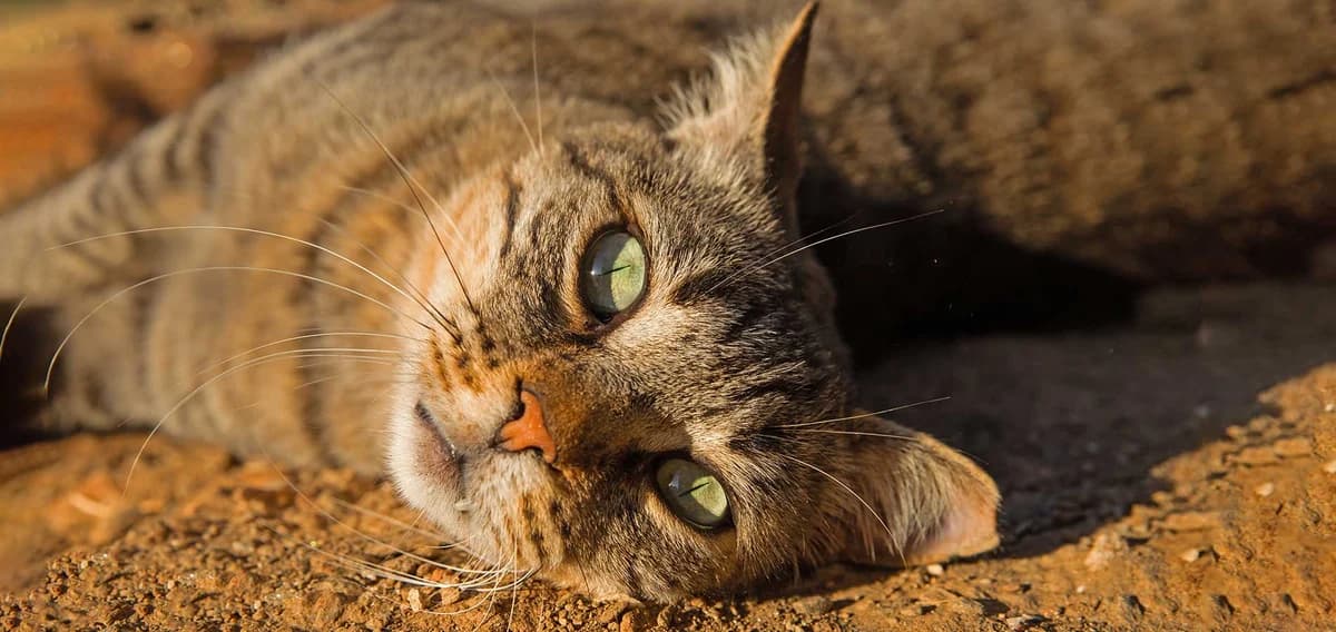 Bandit, Mixed Breed for adoption at Syros Cats, Syros
