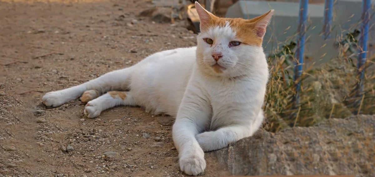 Romeo, Mixed Breed for adoption at Syros Cats, Syros